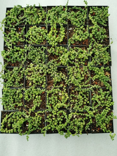 Imagen 10 de 11 de Suculenta Rosario (senecio Rowleyanus) 30 Pzas Envío Dhl