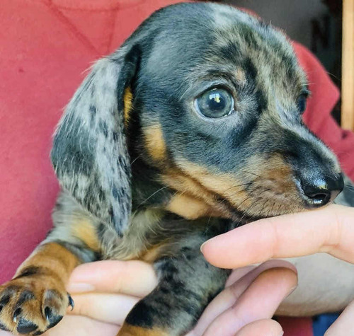 Cachorros Salchichas 100% Puros