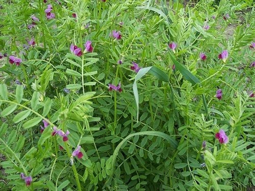 Semillas De Vicia Sativa X 20 Kg. 