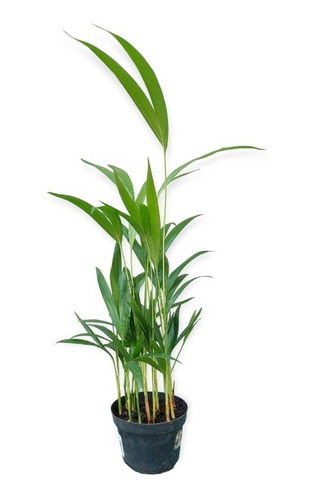Palmera Areca Bambu Chica P11