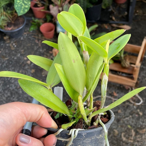 Orquídea Exótica Coleção Rara Cattleya Intermedia X Forbesii