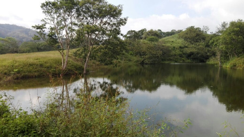 Imagen 8 de 14 de Rancho En El Tuito Jalisco, 21 Ha.