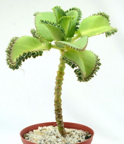 Kalanchoe Laetivirens Planta Siempre Viva Envio Incluido