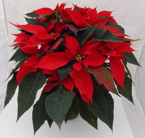 Imagen 3 de 10 de Planta Nochebuena 7 Pulgadas (premium)