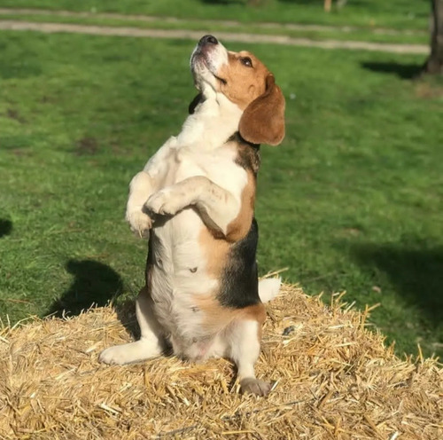 Imagen 1 de 8 de Cachorros Beagles 
