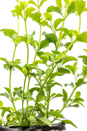 Salvia - Aromática Ideal Para Interiores 2l