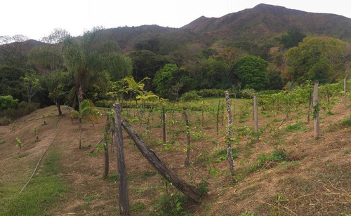 Imagen 28 de 30 de Parcela Con Bienhechurías En San Juan De Los Morros, Guárico