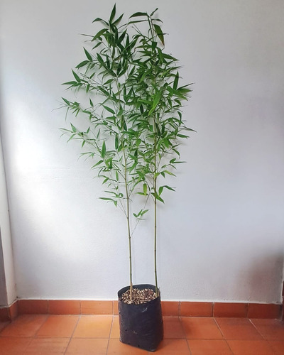 Bambú Moso (10 Lts)