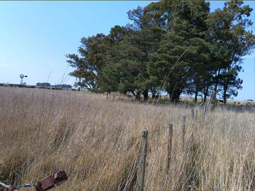 Venta De Importante Campo Ganadero Entre Baker Y Benito Juárez, Buenos Aires.