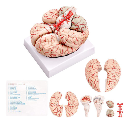 Cerebro Humano  Modelo De Anatomía Del Cerebro Humano De