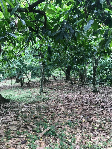 Te Vendo Excelente Finca En Don Juan Monte Plata 