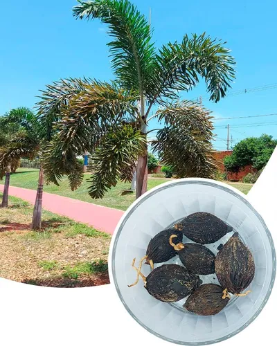 comprar 15 Sementes Germinadas De Palmeira Rabo De Raposa 