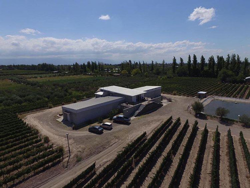 Venta | Bodega Con Viñedo | Maipú, Mendoza