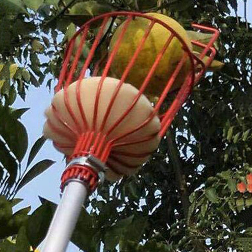 Imagen 5 de 9 de Cesta Recolectora De Fruta De Arándanos Y Naranja