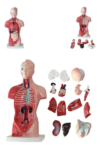 Figura Modelo Cuerpo Torso Humano Anatomía