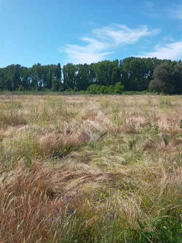 Agrícola En Venta En Linares