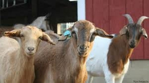 Corrida Financiera Para Engorda De Cabras