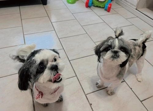 Lindos Cachorros Shih Tzu