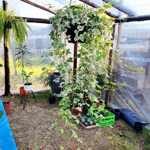 Hiedra Planta Colgante De Interior.