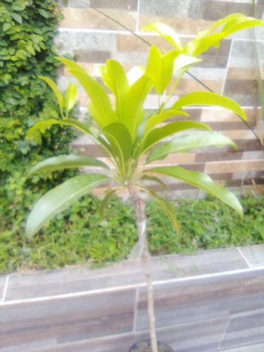 Arbol De Chicozapote Injerto Pregunte Costo De Envio
