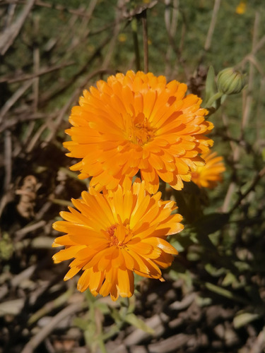 Semillas Caléndula Officinalis Jardín Exterior 