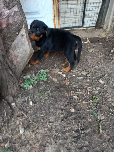 Rottweiler Cachorros Aleman Xxxl