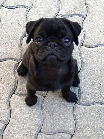 Pug Negro Adorable