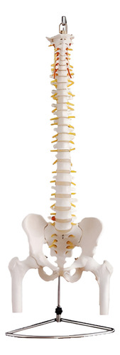 Modelo Anatómico Columna Vertebral