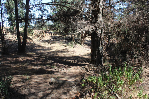 Terreno Los Pinos De Reñaca