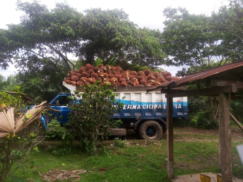 Excelente Finca De 37.8 Ha Palma Africana En San Lorenzo