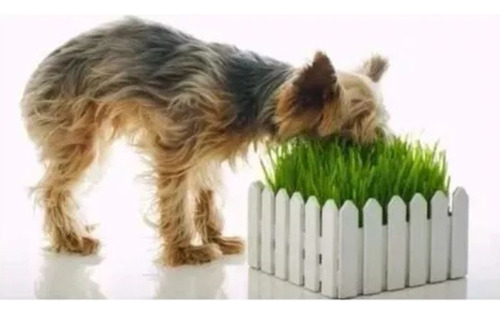 Semillas De Hierba Gatera Para Gatos Y Perros 100g Greenland
