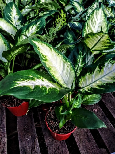 Promo Pack 5 Dieffenbachia Mariana - Planta Interior - M 12