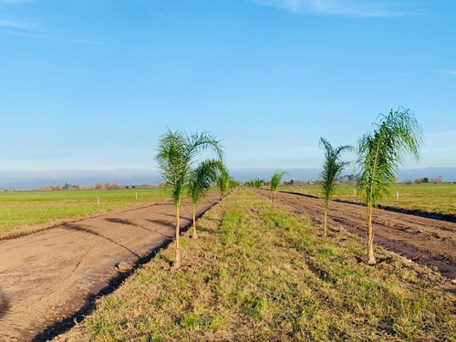 Lote - Estancia Las Moras - Ricardone - Todos Los Servicios