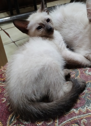 Gatitos Siameses Bebes De Pelo Largo (balinés). Unicos!!! Beige