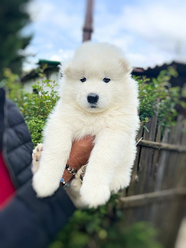 Hermosos Cachorritos Samoyedo De 45 Dias De Nacidos. 