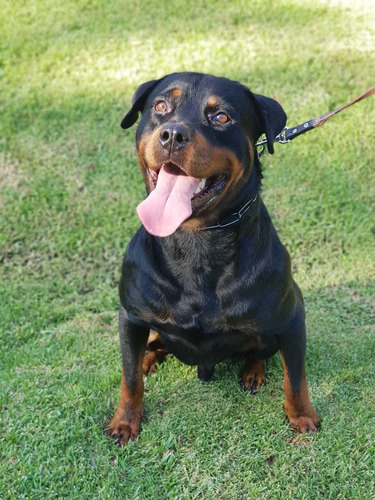 Cachorros Rotweiler Puros