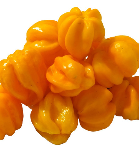 Pimenta Habanero Extremamente Picante No Azeite Extra Virgem