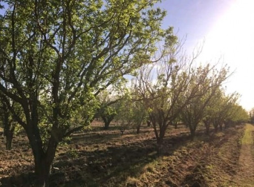 Vendo Finca Con Bosque De Eucaliptus