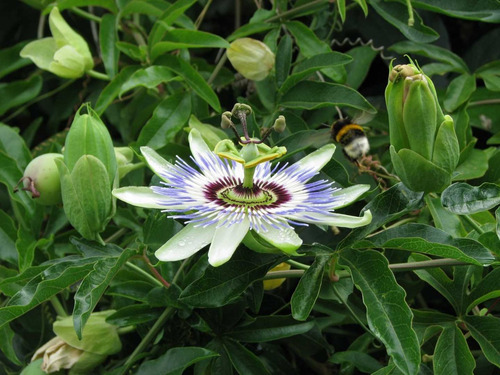 Passiflora 100 Gr Ervas Secas