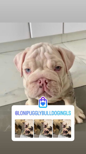Imagen 4 de 5 de Bulldog Inglés Hemb Y Machitos Exóticos Triple Carrier