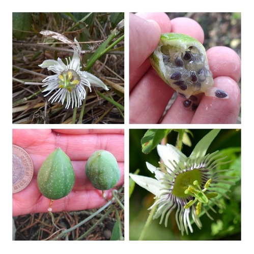 50 Semillas De Passiflora Bryonioides