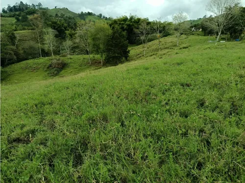 Venta Finca Filandia A Borde De Carretera - 20 Cuadras