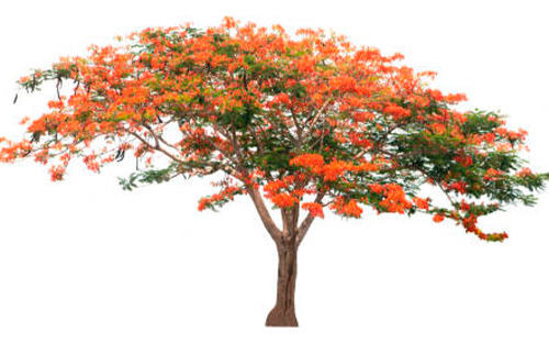 Árbol Tabachín Framboyán 1m Flor Roja/amarilla/naranja