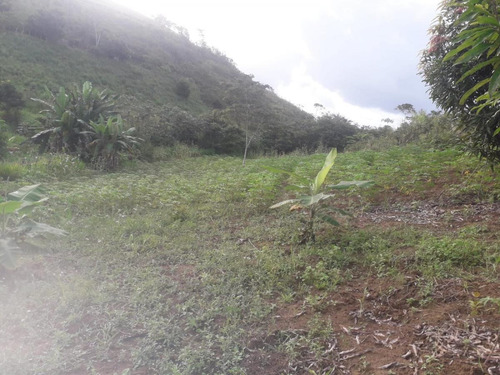 Imagem 6 de 14 de Sítio / Chácara Para Venda Em Flexeiras, Zona Rural - In - 0014_1-1691481