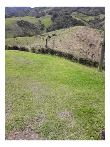 Imagen 6 de 8 de 8 Hectareas Para Aguacate En Abejorral