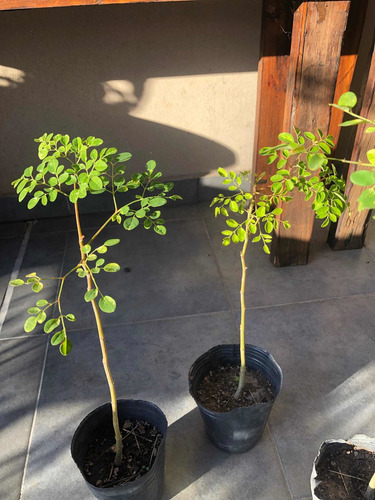 Planta Moringa Oleifera