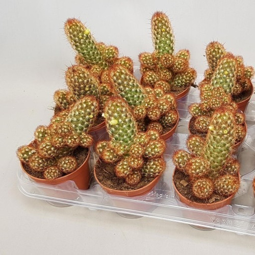 Mammillaria Elongata Set 6 Pzas M4