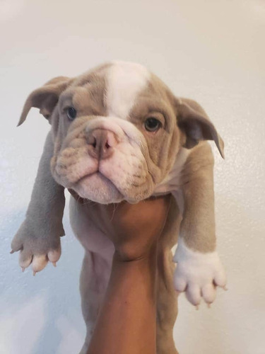 Imagen 7 de 9 de Hermosos Bulldogs Inglés Blue Precio De Oferta Navidad