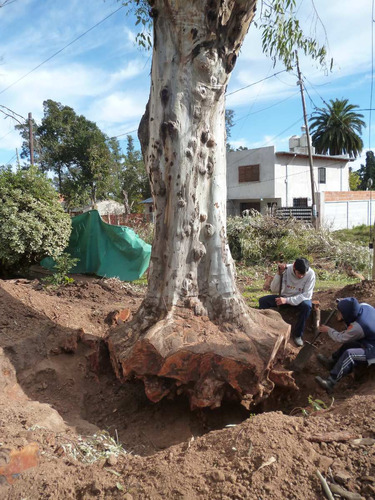 Imagen 3 de 4 de Podas En Altura Extracciones,de Arboles 1166338665