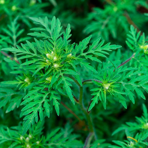 Kit 2 Pct Chá De Artemísia - Artemisia Vulgaris - L. -100g